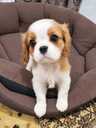 Ideāli Cavalier King Charles spaniela kucēni. - 2 Ideāli Cavalier King Charles spaniela kucēni. - MM.LV - 2