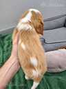 Ideāli Cavalier King Charles spaniela kucēni. - 6 Ideāli Cavalier King Charles spaniela kucēni. - MM.LV - 6