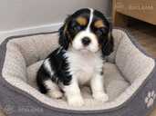 Ideāli Cavalier King Charles spaniela kucēni. - 8 Ideāli Cavalier King Charles spaniela kucēni. - MM.LV - 8