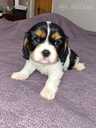Ideāli Cavalier King Charles spaniela kucēni. - 9 Ideāli Cavalier King Charles spaniela kucēni. - MM.LV - 9