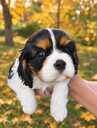 Ideāli Cavalier King Charles spaniela kucēni. - 10 Ideāli Cavalier King Charles spaniela kucēni. - MM.LV - 10