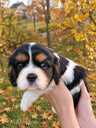 Ideāli Cavalier King Charles spaniela kucēni. - 11 Ideāli Cavalier King Charles spaniela kucēni. - MM.LV - 11