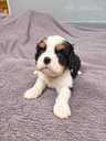 Ideāli Cavalier King Charles spaniela kucēni. - 13 Ideāli Cavalier King Charles spaniela kucēni. - MM.LV - 13