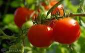 Piedāvājam lasīt un pakot tomātus Nīderlandē - MM.LV