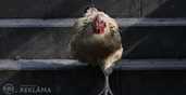 Putnu gaļas apstrādes fabrika Nīderlandē aicina darbā strādniekus/-ces - MM.LV