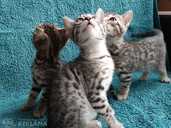 Silver Bengals boys for sale - MM.LV - 1
