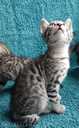 Silver Bengals boys for sale - MM.LV - 2
