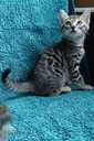 Silver Bengals boys for sale - MM.LV - 3