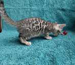 Silver Bengals boys for sale - MM.LV - 5