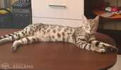 Silver Bengals boys for sale - MM.LV - 8
